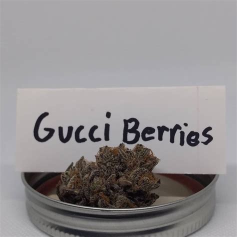 gucci berries strain|what strain is gucci.